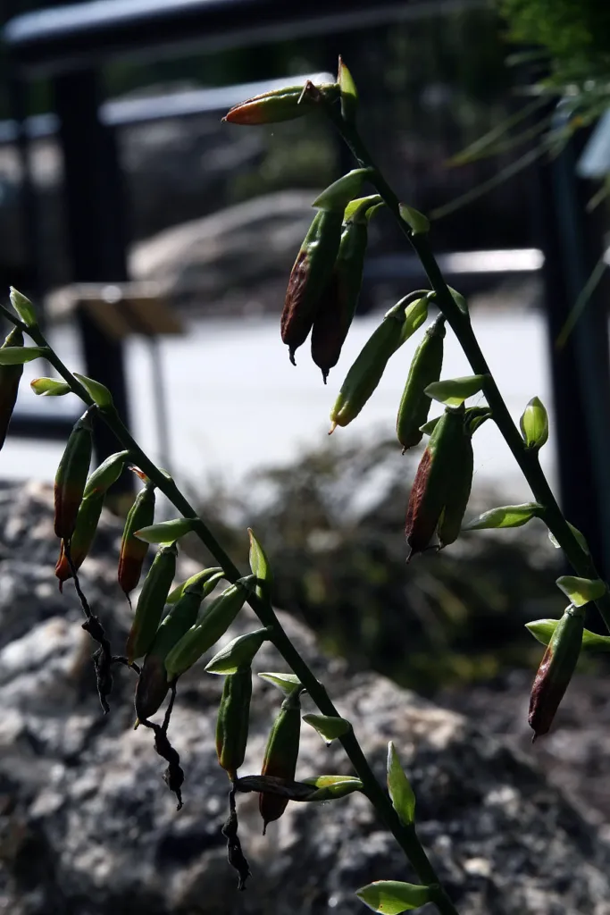 Hosta 'Allan P Mcconnell' – typický vzhľad, fotografia rastliny