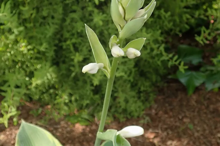 Hosta 'American Halo'