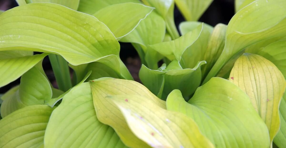 Hosta 'August Moon' – fotografia rastliny