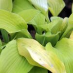Hosta 'August Moon' – Pflanzenfoto