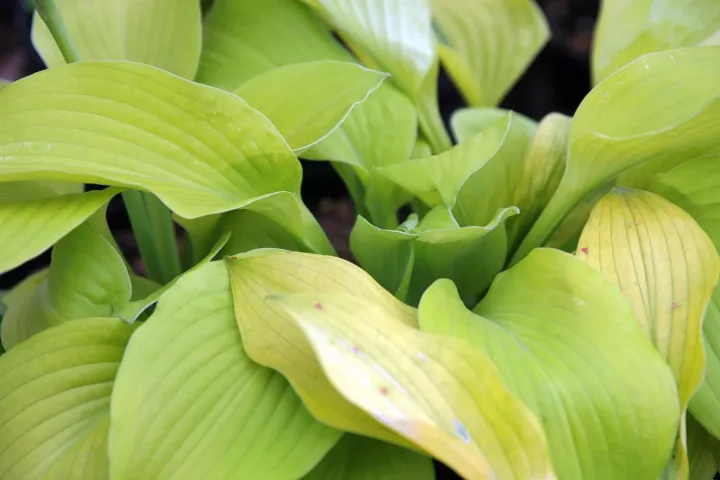 Hosta 'August Moon'