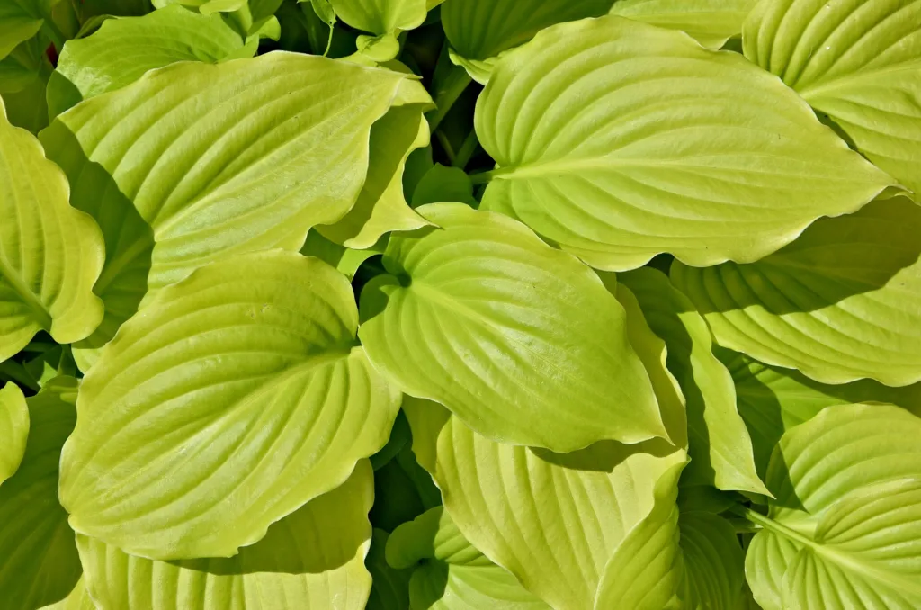 Hosta 'August Moon' – im Garten, Pflanzenfoto