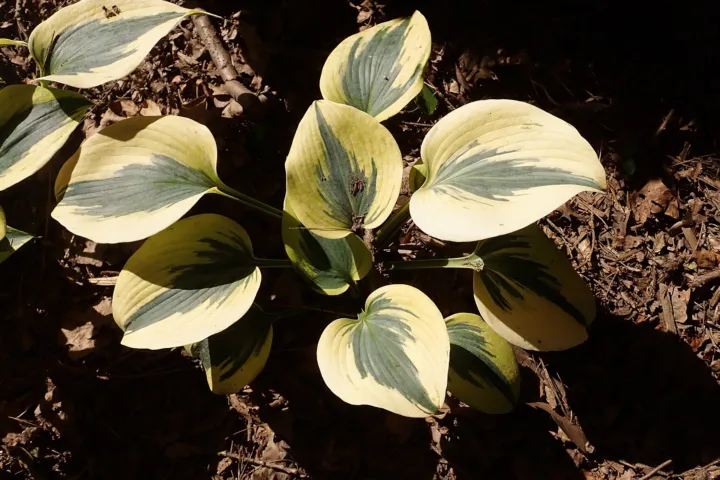 Hosta 'Autumn Frost'
