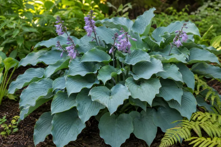 Hosta 'Azure Snow'