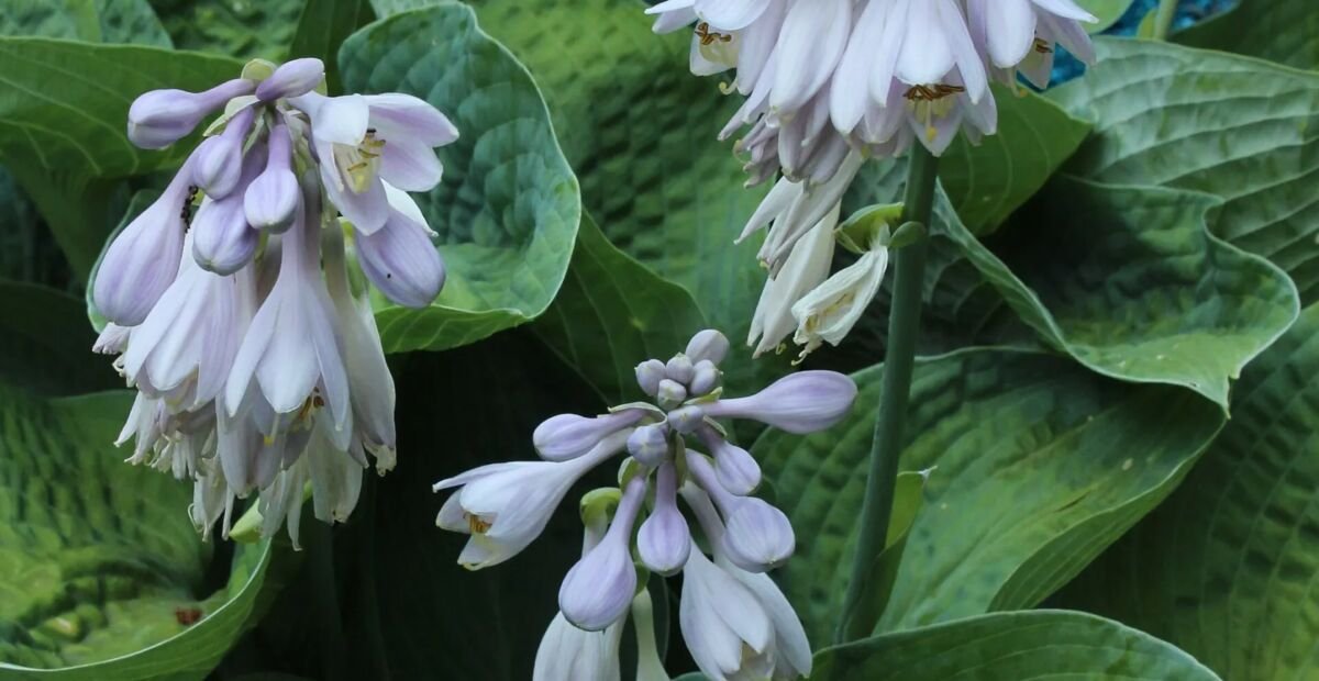 Hosta 'Big Daddy' – Pflanzenfoto