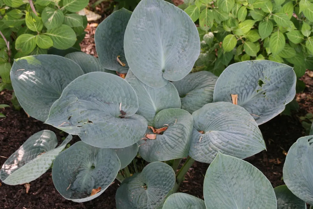 Hosta 'Big Daddy' – typisches Erscheinungsbild, Pflanzenfoto