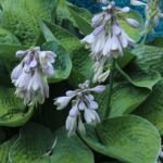 Hosta ‘Big Daddy’ (Hosta 'Big Daddy') – zdjęcie rośliny