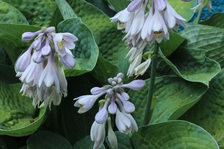 Hosta 'Big Daddy'