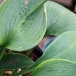 Hosta 'Blue Angel' – Pflanzenfoto