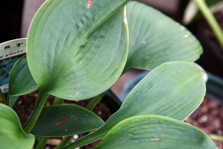 Hosta 'Blue Angel'