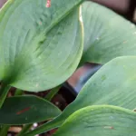Hosta ‘Blue Angel’ (Hosta 'Blue Angel') – plant photo
