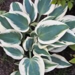 Hosta 'Blue Ivory' – fotografia rastliny