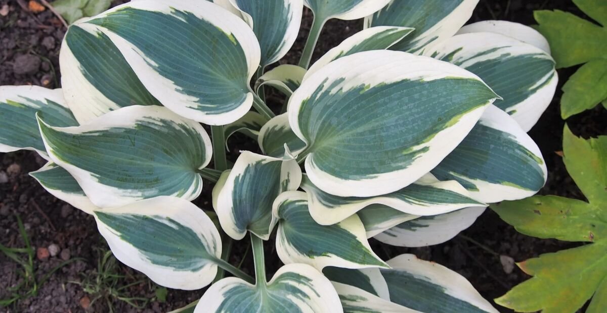Hosta 'Blue Ivory' – Pflanzenfoto
