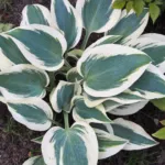 Hosta ‘Blue Ivory’ (Hosta 'Blue Ivory') – plant photo