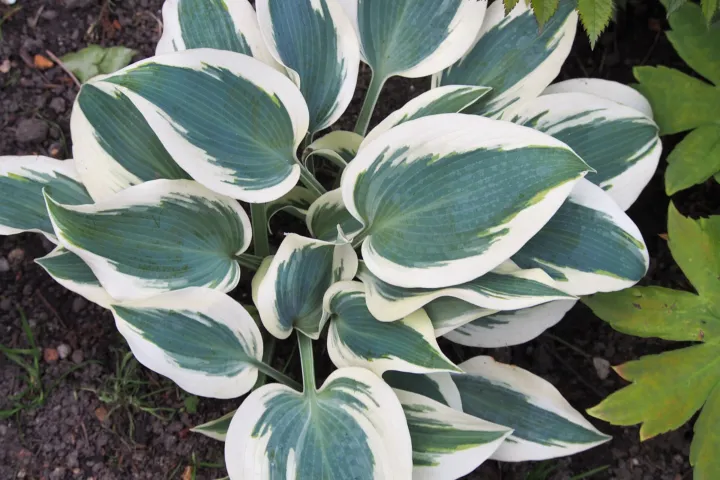 Hosta 'Blue Ivory'