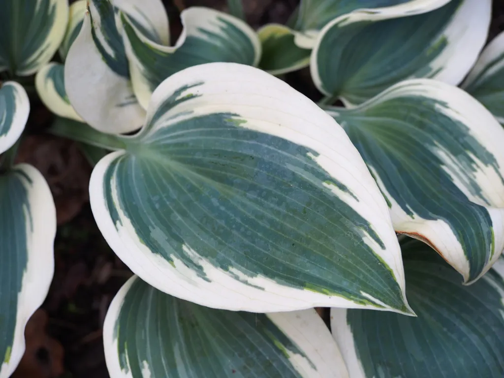 Hosta 'Blue Ivory' – im Garten, Pflanzenfoto