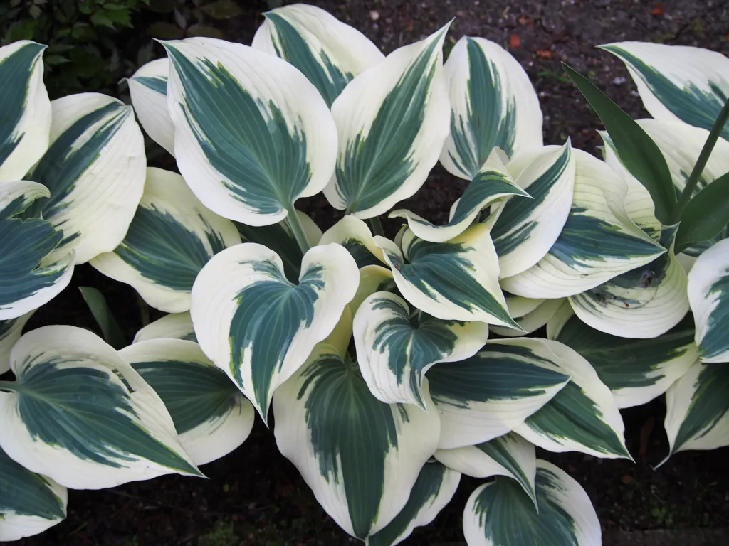 Hosta 'Blue Ivory' – im Garten, Pflanzenfoto