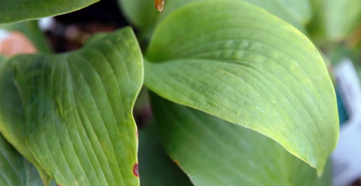Hosta 'Blue Mammoth' – plant photo