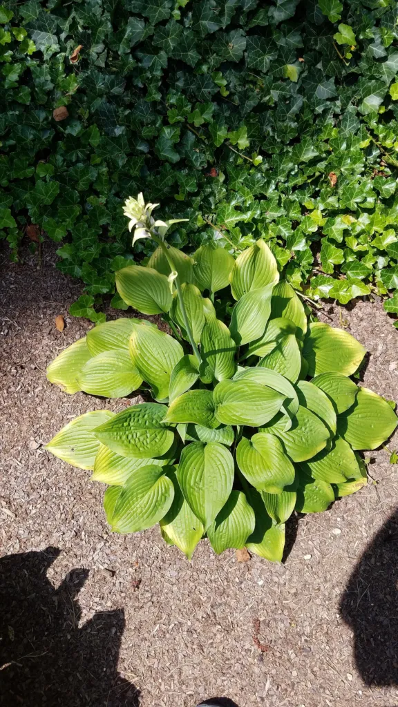 Hosta 'Blue Mammoth' – typický vzhľad, fotografia rastliny