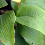 Hosta ‘Blue Mammoth’ (Hosta 'Blue Mammoth') – plant photo