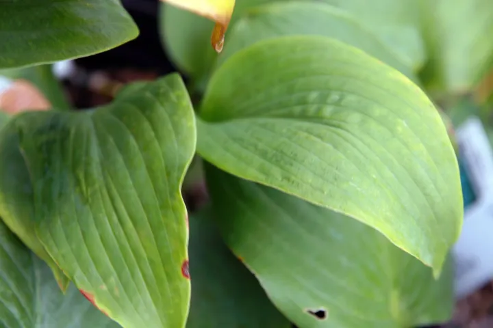 Hosta 'Blue Mammoth'