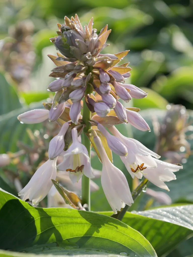 Hosta 'Blue Mammoth' – typický vzhľad, fotografia rastliny