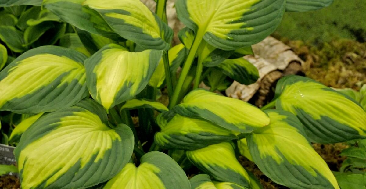 Hosta 'Captain Kirk' – fotografia rastliny