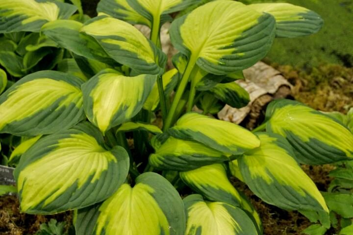Hosta 'Captain Kirk'