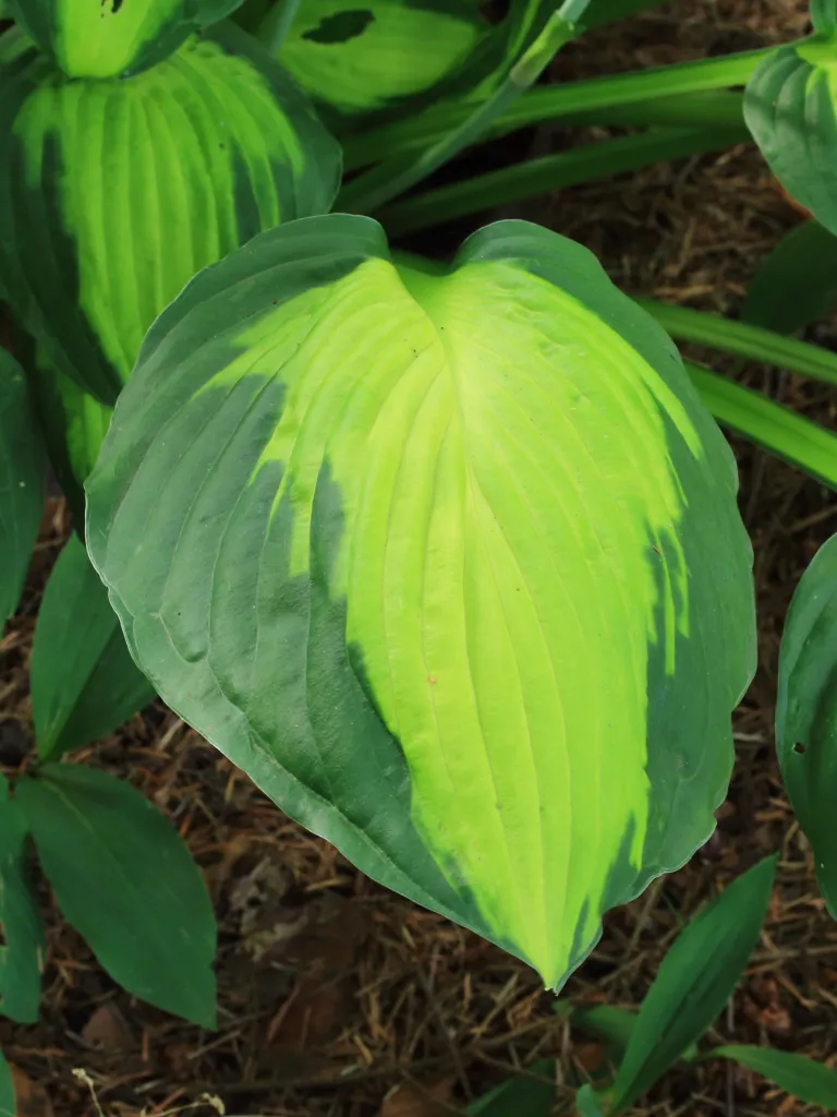Hosta 'Captain Kirk' – typisches Erscheinungsbild, Pflanzenfoto