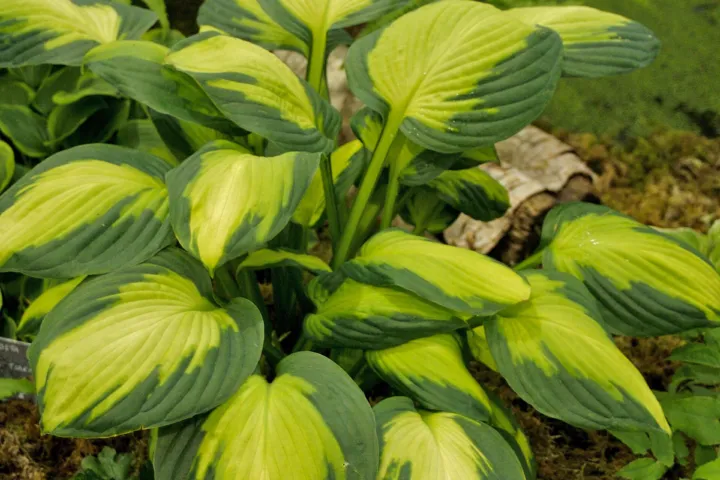 Hosta 'Captain Kirk'
