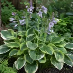 Hosta ‘Captain’s Adventure’ (Hosta 'Captain's Adventure') – plant photo