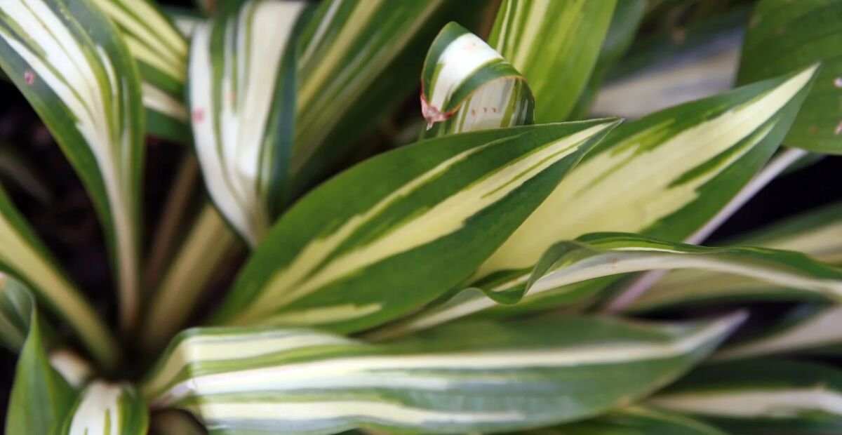 Hosta 'Cherry Berry' – fotografia rastliny