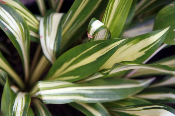 Hosta 'Cherry Berry'