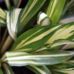 Hosta ‘Cherry Berry’ (Hosta 'Cherry Berry') – plant photo