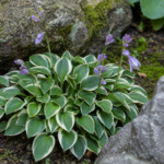 Hosta 'Country Mouse' – fotografia rastliny