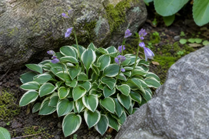 Hosta 'Country Mouse'