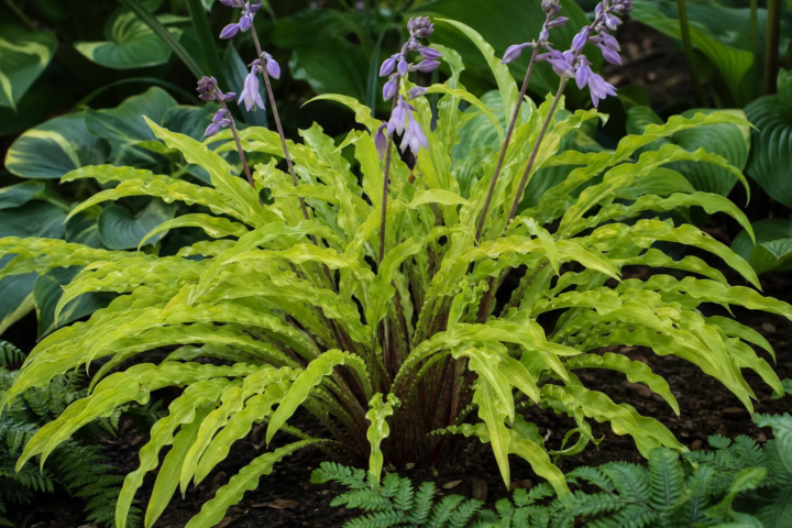 Hosta 'Curly Fries'