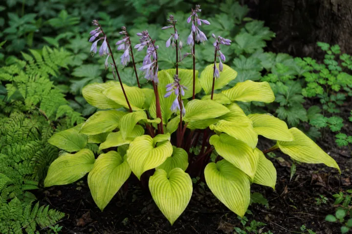 Hosta 'Designer Genes'