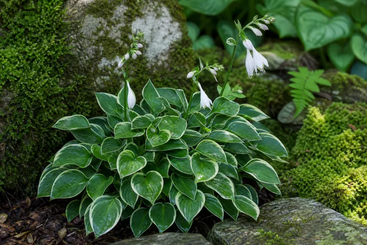Hosta 'Dew Drop'