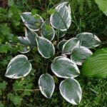 Hosta 'El Nino' – Pflanzenfoto