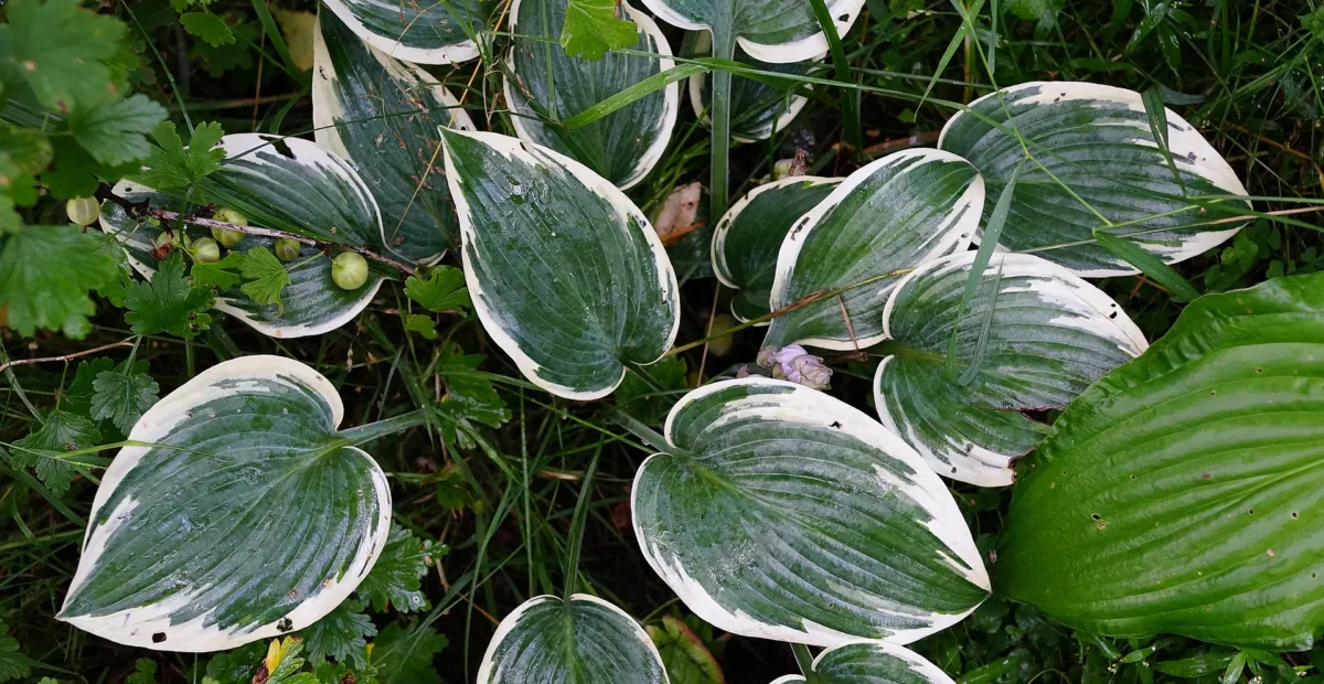 Hosta 'El Nino' – plant photo