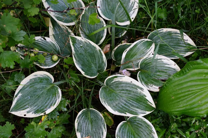 Hosta 'El Nino'