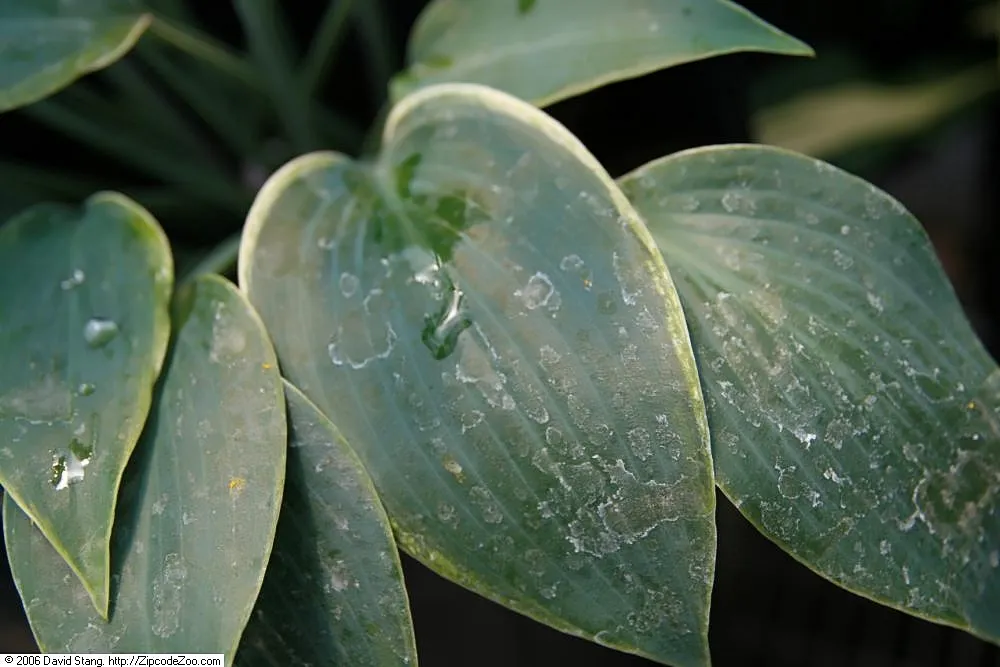 Hosta 'El Nino' – typisches Erscheinungsbild, Pflanzenfoto