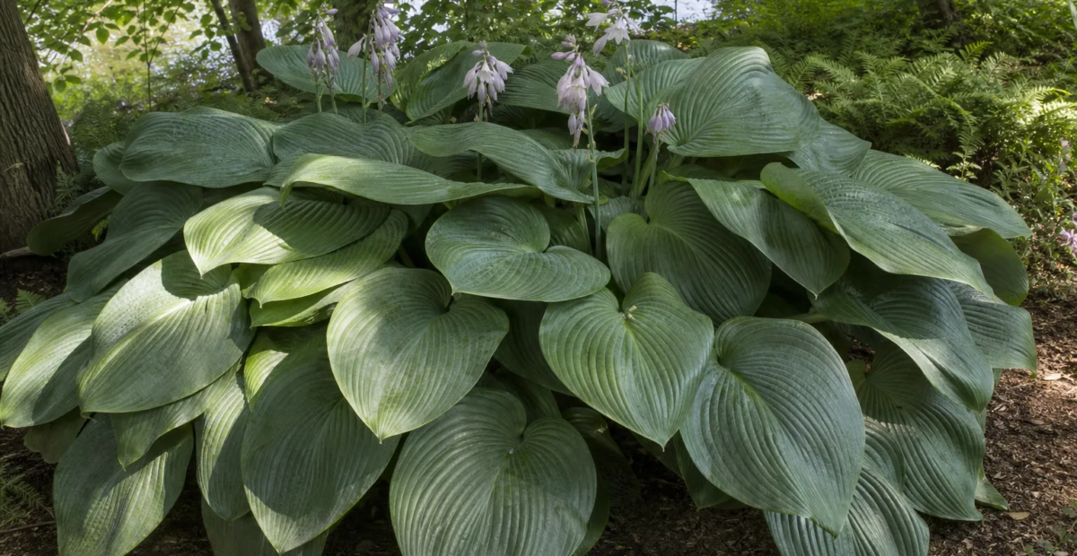 Hosta 'Empress Wu' – Pflanzenfoto