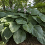 Hosta 'Empress Wu' – Pflanzenfoto