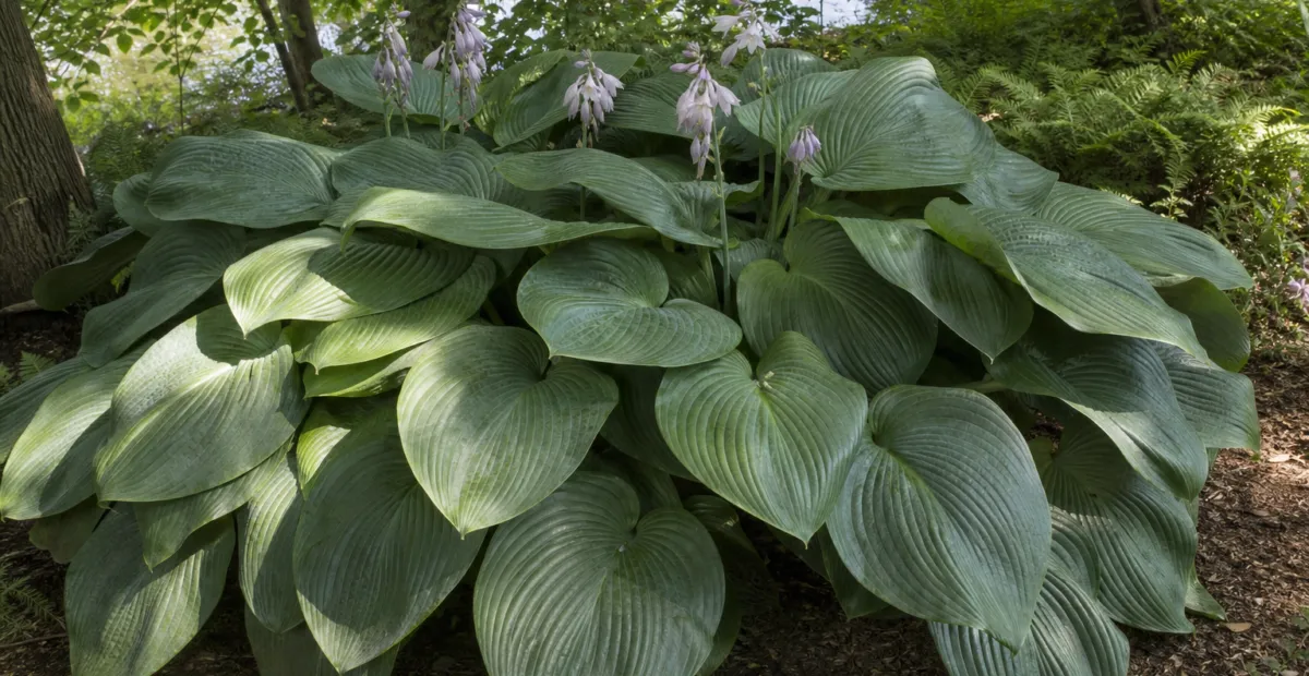 Hosta 'Empress Wu' – plant photo
