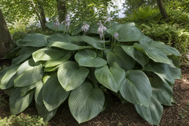 Hosta 'Empress Wu'