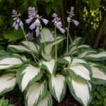 Hosta 'Eternal Flame' – zdjęcie rośliny
