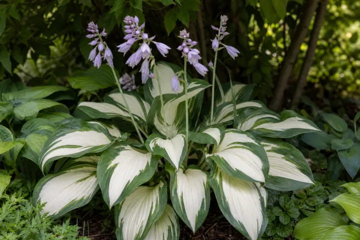 Hosta 'Eternal Flame'