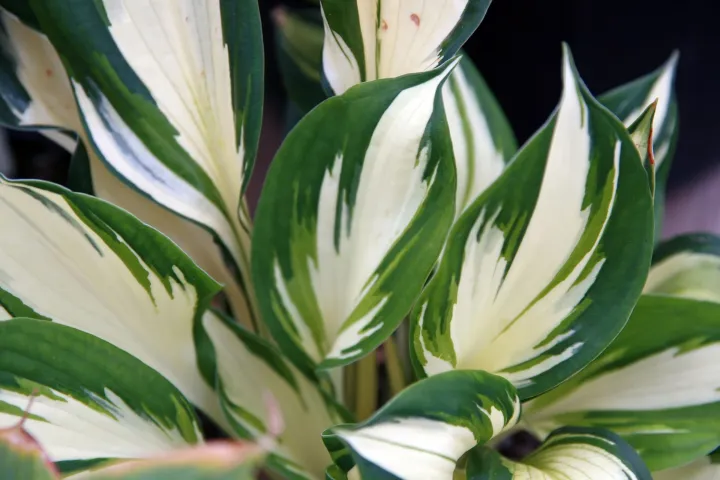 Hosta 'Fire and Ice'
